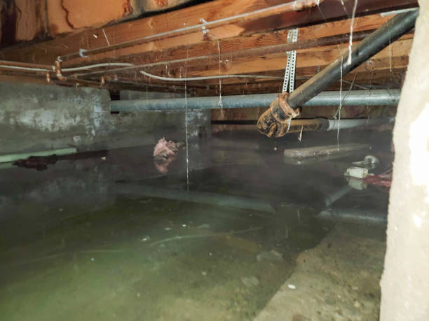 Best Flood damage cleanup  in Alamo, TN