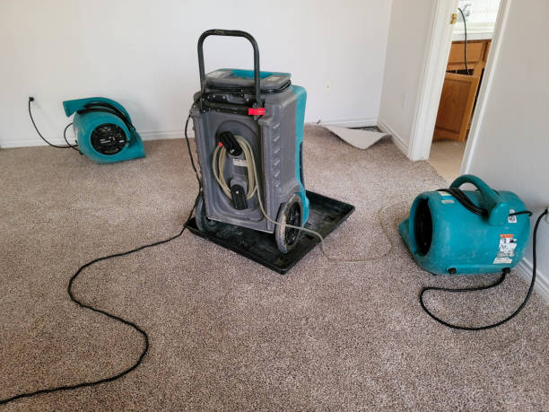 Best Water damage cleanup near me  in Alamo, TN